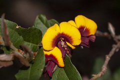Bossiaea ornata
