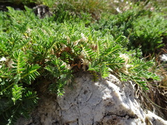 Astragalus sempervirens