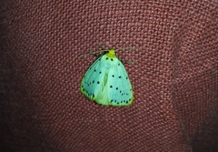 Stigmatophora micans