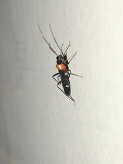 Pseudoxenetus regalis