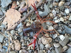 Procambarus clarkii