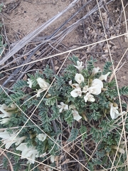 Astragalus scaberrimus