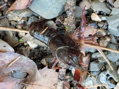 Procambarus clarkii