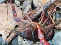 Procambarus clarkii