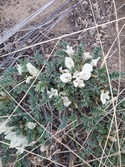 Astragalus scaberrimus