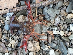 Procambarus clarkii