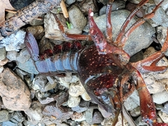 Procambarus clarkii