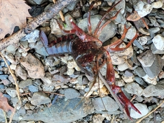 Procambarus clarkii