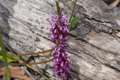 Grevillea quercifolia