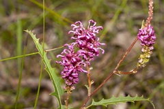 Grevillea quercifolia