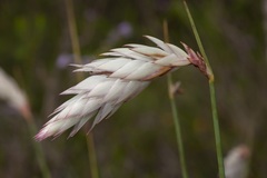 Johnsonia lupulina