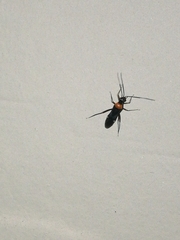 Pseudoxenetus regalis