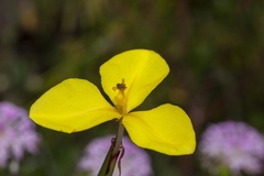 Patersonia umbrosa