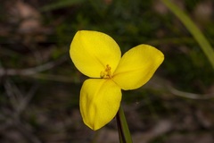 Patersonia umbrosa