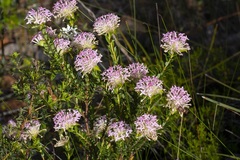 Pimelea rosea