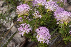 Pimelea rosea