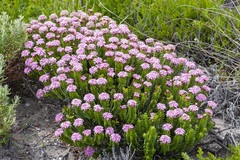 Pimelea rosea