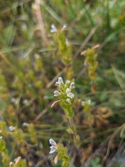 Euphrasia hirtella