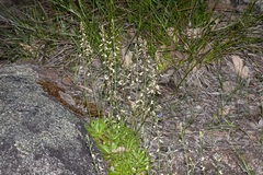 Stylidium spathulatum