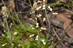 Stylidium spathulatum