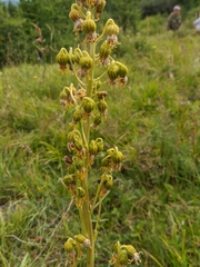 Ligularia altaica