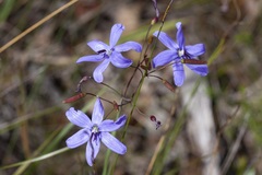 Agrostocrinum hirsutum