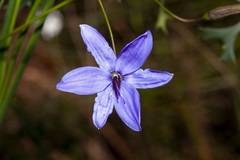 Agrostocrinum hirsutum