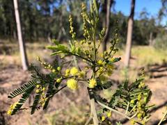Acacia loroloba
