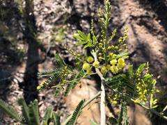 Acacia loroloba