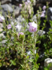 Veronica fruticulosa