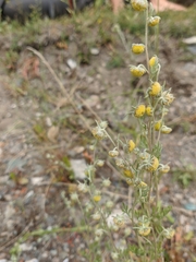 Artemisia macrocephala