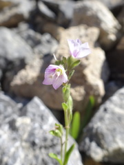 Veronica fruticulosa