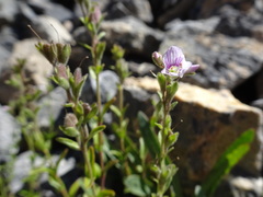 Veronica fruticulosa
