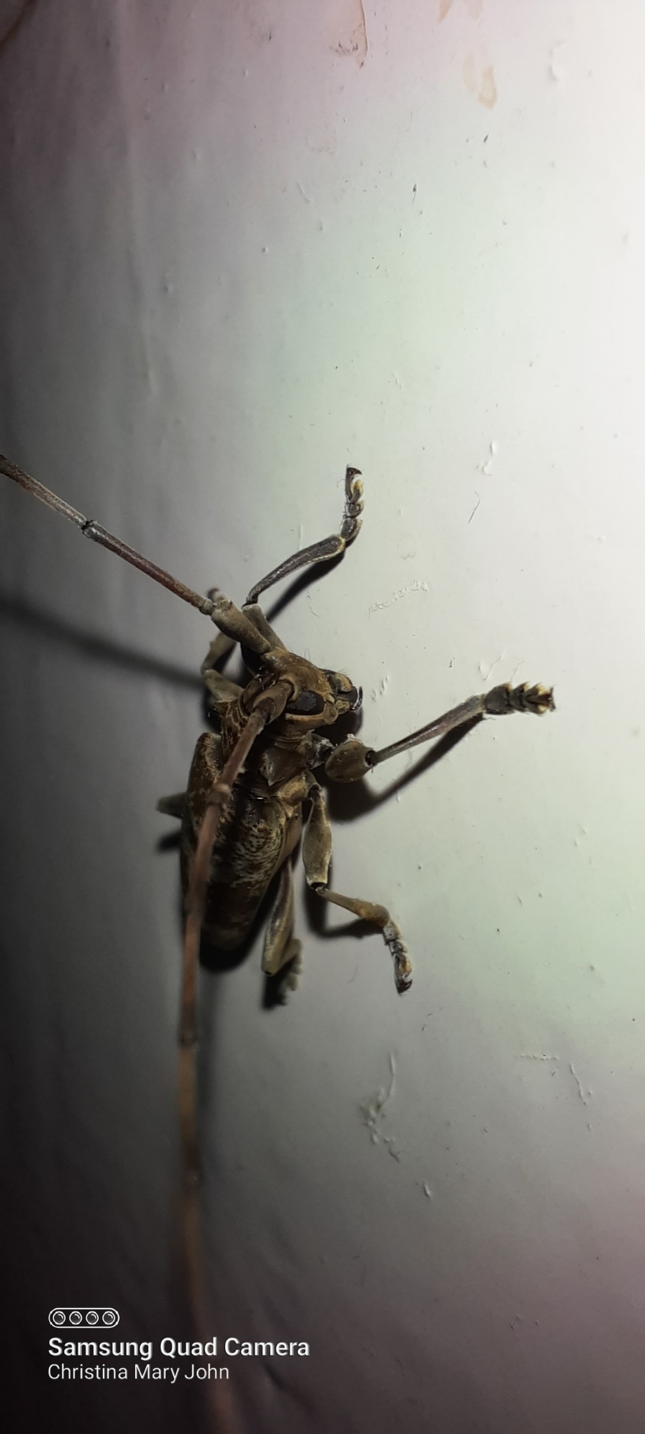 Acalolepta indica (Breuning, 1935)