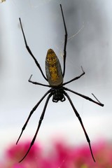 Trichonephila inaurata