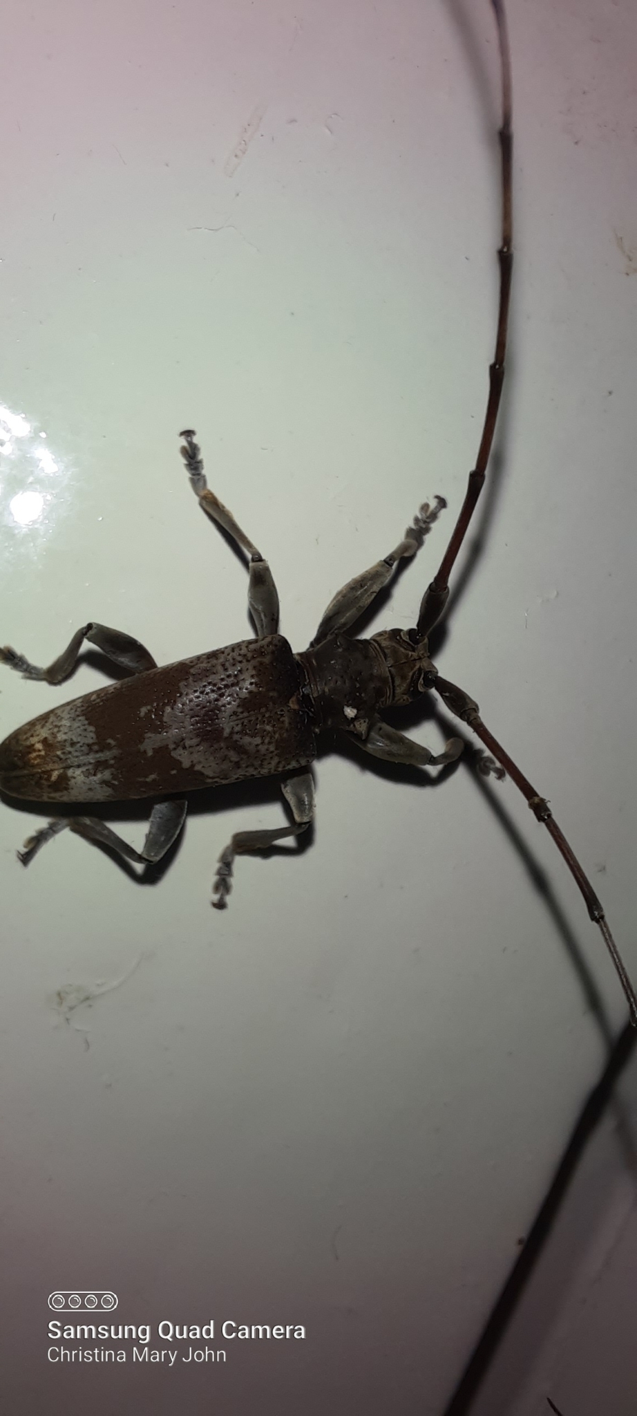 Acalolepta indica (Breuning, 1935)