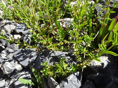Veronica fruticulosa