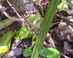 Ceriagrion coromandelianum