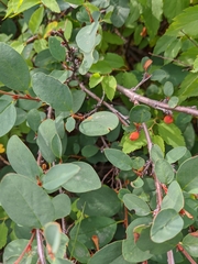 Lonicera microphylla