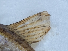 Barbus meridionalis