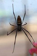 Trichonephila inaurata