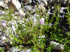 Veronica fruticulosa