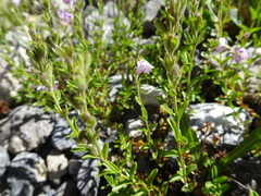 Veronica fruticulosa