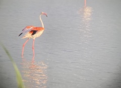 Phoenicopterus roseus