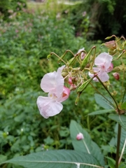 Impatiens glandulifera