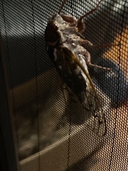 Auritibicen japonicus