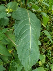 Impatiens glandulifera