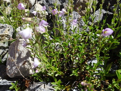Veronica fruticulosa