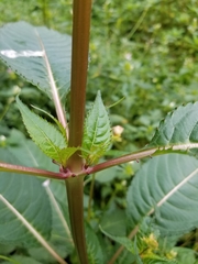Impatiens glandulifera