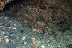 Istigobius hoesei